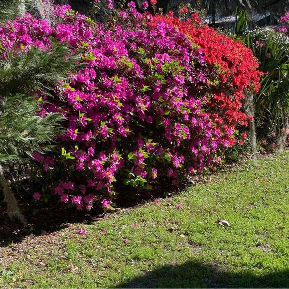 Meet your Posher, Sara - Picture 3 of 6